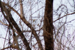 Salvadora lemniscata