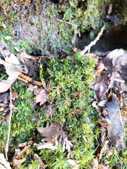 Brotherella recurvans