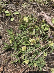 Trifolium virginicum