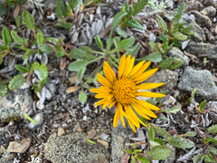 (c) Caleb Catto, some rights reserved (CC BY) Erigeron aureus, photograph (c) Caleb Catto, some rights reserved (CC BY)