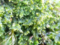 Brotherella recurvans