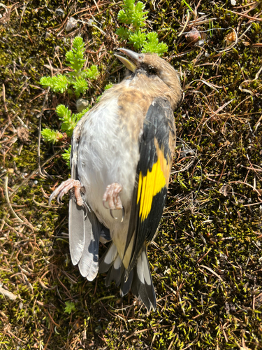 European Goldfinch