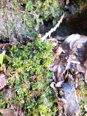 Brotherella recurvans