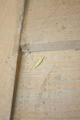 Oecanthus exclamationis
