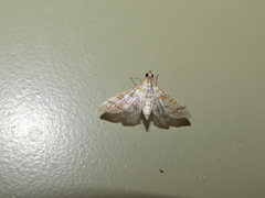 Epipagis fenestralis