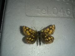 Carterocephalus skada