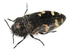 Acmaeodera idahoensis