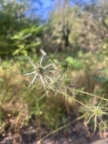 Featured image for “Hooker's Eryngo”