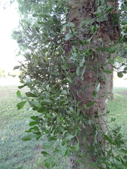 Phoradendron leucarpum