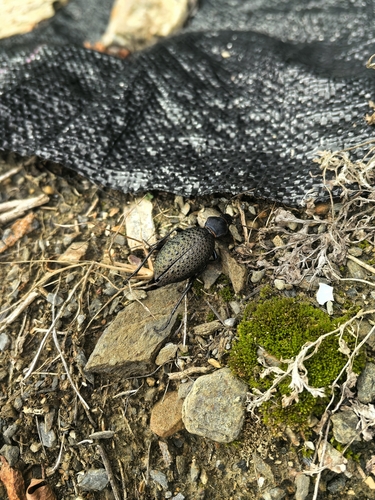 Carabus formosus