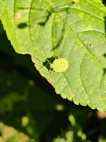 Green Shield Bug