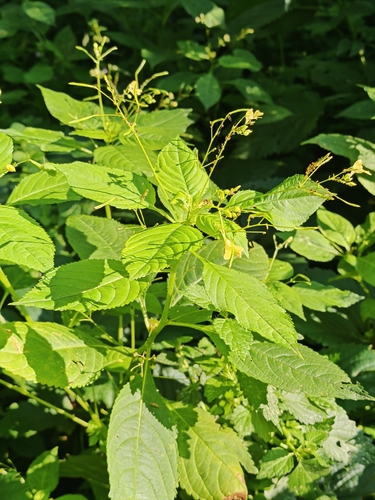 small balsam