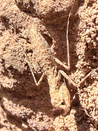Termite Hunter