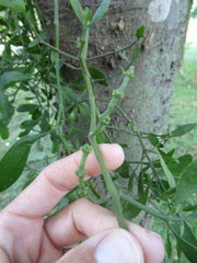 Phoradendron leucarpum