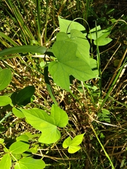 Ipomoea indica