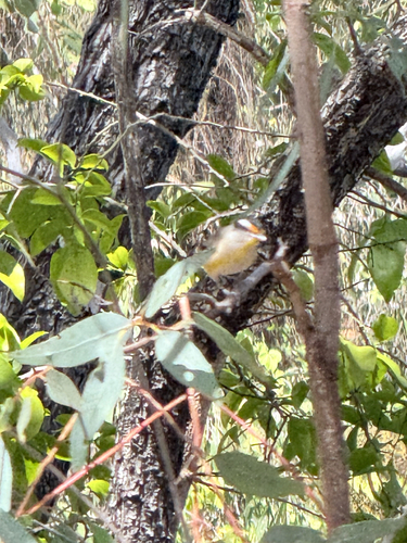 Striated Pardalote