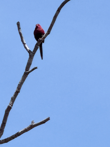 Crimson Finch