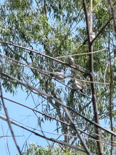 Double-barred Finch