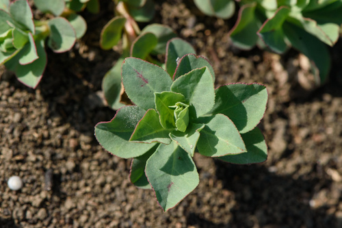 Euphorbia spathulata