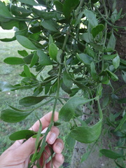 Phoradendron leucarpum