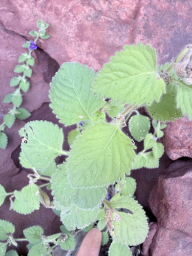 Adenosma muelleri