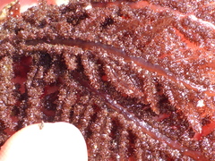 Neoptilota densa
