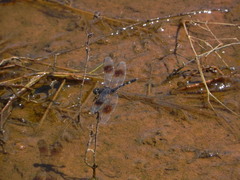 Erythrodiplax venusta