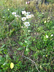 Erigeron philadelphicus
