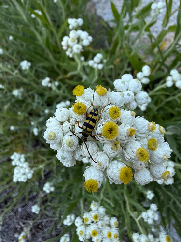 iNaturalist observation photo of Stenostrophia tribalteata
