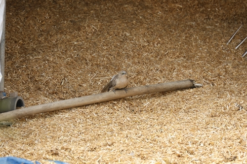 Large Grey Babbler