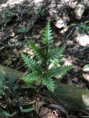 Pteris grevilleana