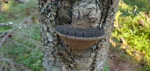 black bristle bracket