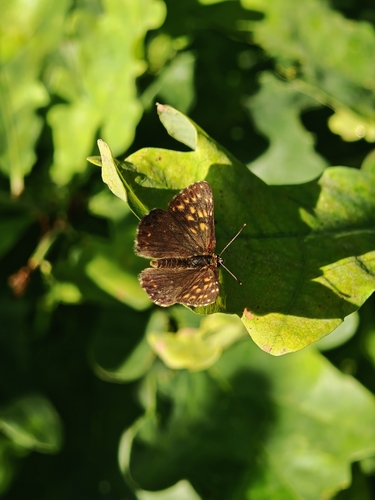 Duke of Burgundy