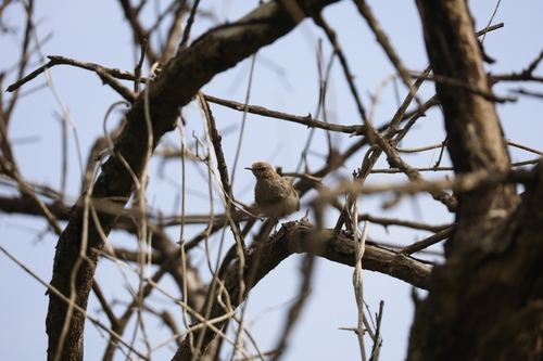 Indian Robin
