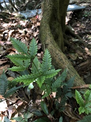 Pteris grevilleana