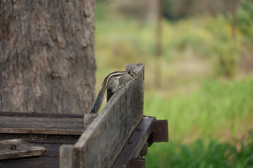 Five-striped Palm Squirrel