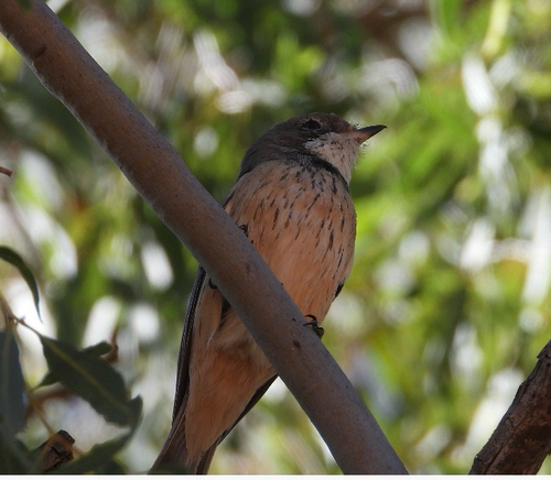 Rufous Whistler