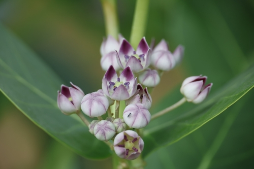 giant milkweed