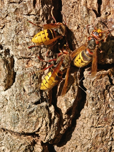 European Hornet