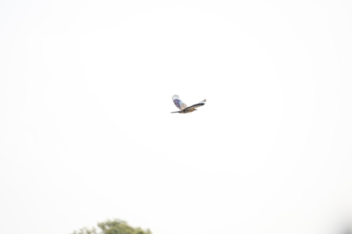 Indian Roller