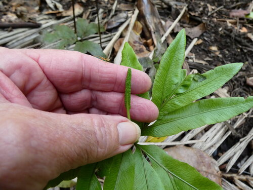 Helminthostachys zeylanica, photograph 1