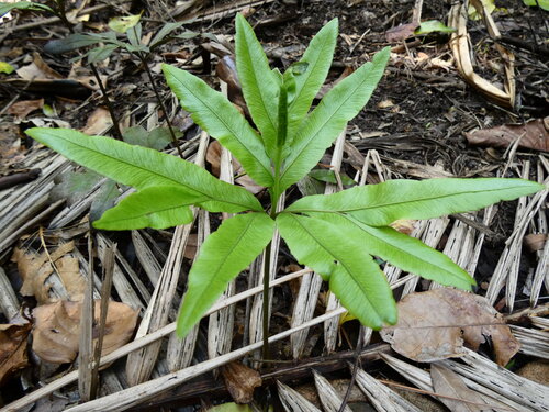 Helminthostachys zeylanica observed 2026-07-30