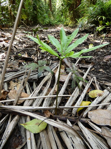Helminthostachys zeylanica, photograph 2