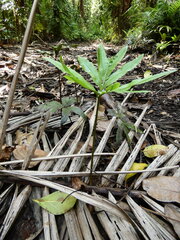 Helminthostachys zeylanica, photograph (c) Steve Fitzgerald, some rights reserved (CC BY-SA)
