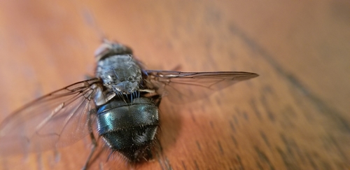 Blue Blowfly photo 6