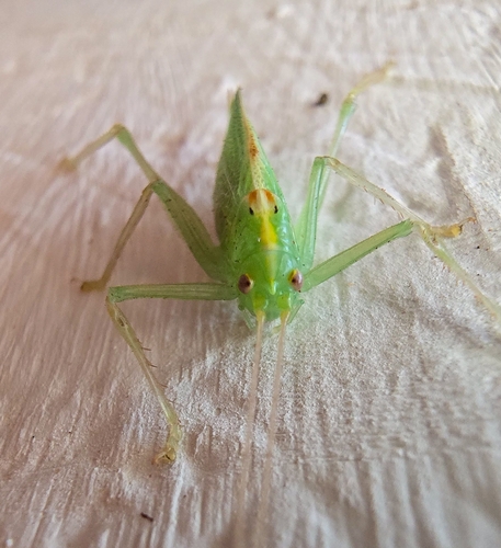 Oak bush-cricket