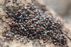 Crematogaster cerasi