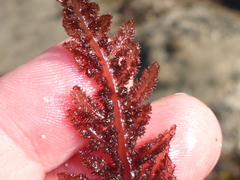 Neoptilota densa