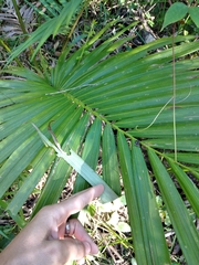 Archontophoenix alexandrae