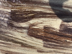 Gracilariopsis
